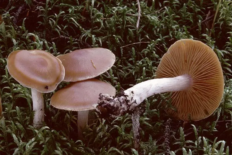 Orange cobweb (Cortinarius armeniacus) photo and description