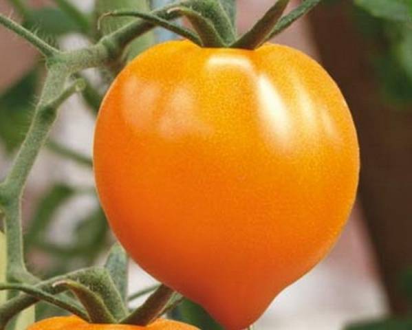 Orange Heart Tomato: reviews, photos