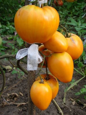 Orange Heart Tomato: reviews, photos