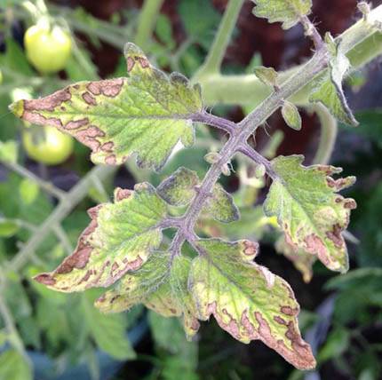 Orange Heart Tomato: reviews, photos