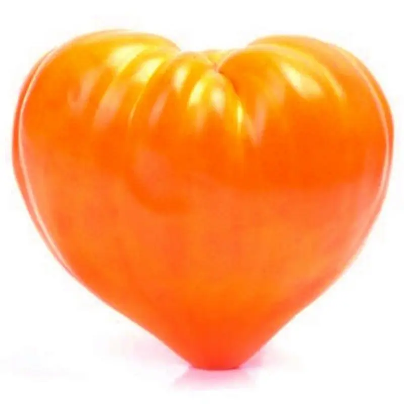 Orange Heart Tomato: reviews, photos