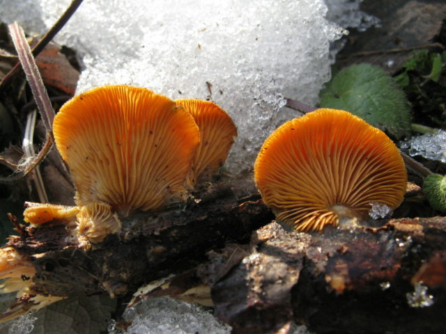 Orange oyster mushroom: photo and description of the mushroom