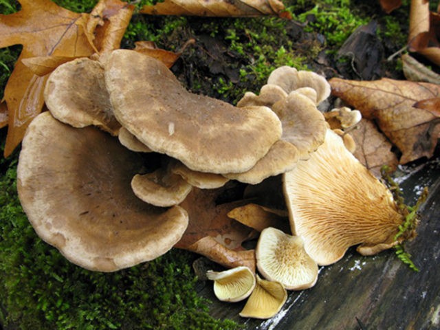 Orange oyster mushroom: photo and description of the mushroom