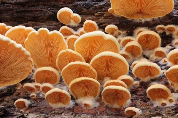 Orange oyster mushroom: photo and description of the mushroom