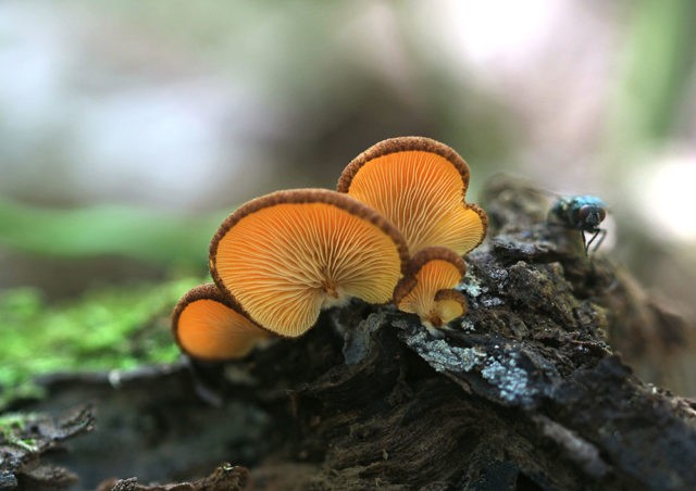 Orange oyster mushroom: photo and description of the mushroom