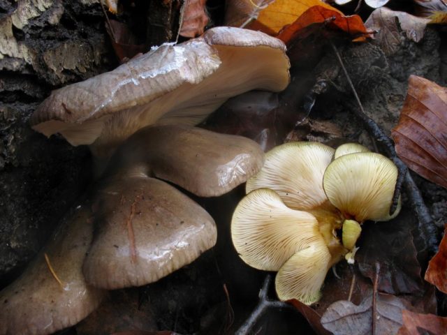 Orange oyster mushroom: photo and description of the mushroom