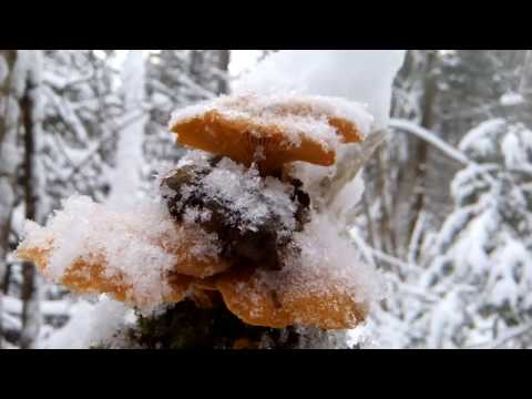 Orange oyster mushroom: photo and description of the mushroom