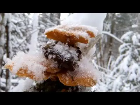 Orange oyster mushroom: photo and description of the mushroom