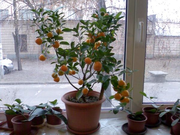 Orange tree at home: growing from seed, care features, optimal environment + best varieties