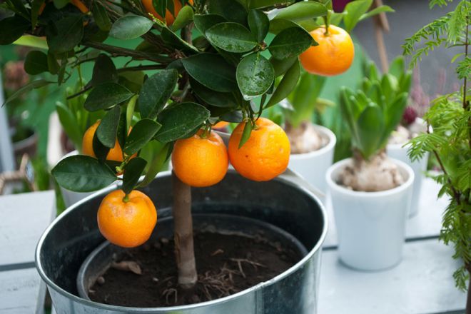 Orange tree at home: growing from seed, care features, optimal environment + best varieties