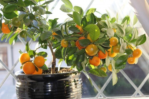 Orange tree at home: growing from seed, care features, optimal environment + best varieties