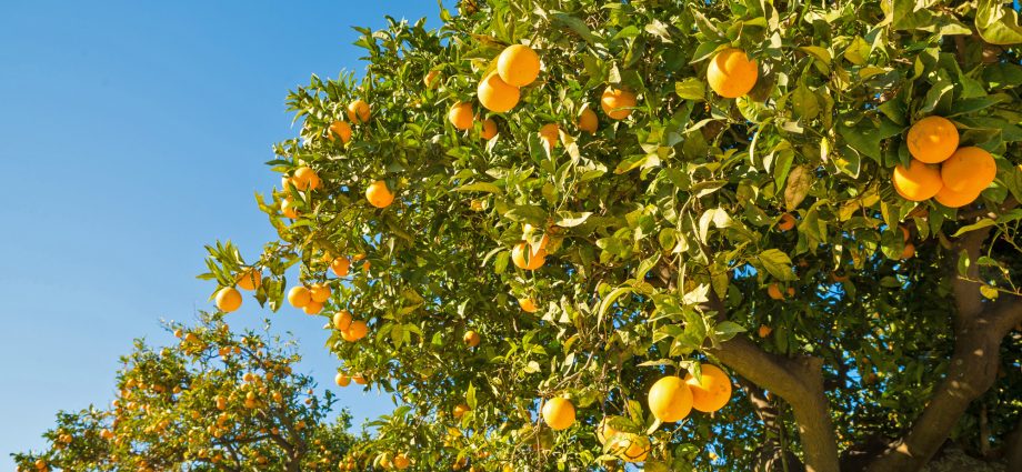 Orange tree at home: growing from seed, care features, optimal environment + best varieties