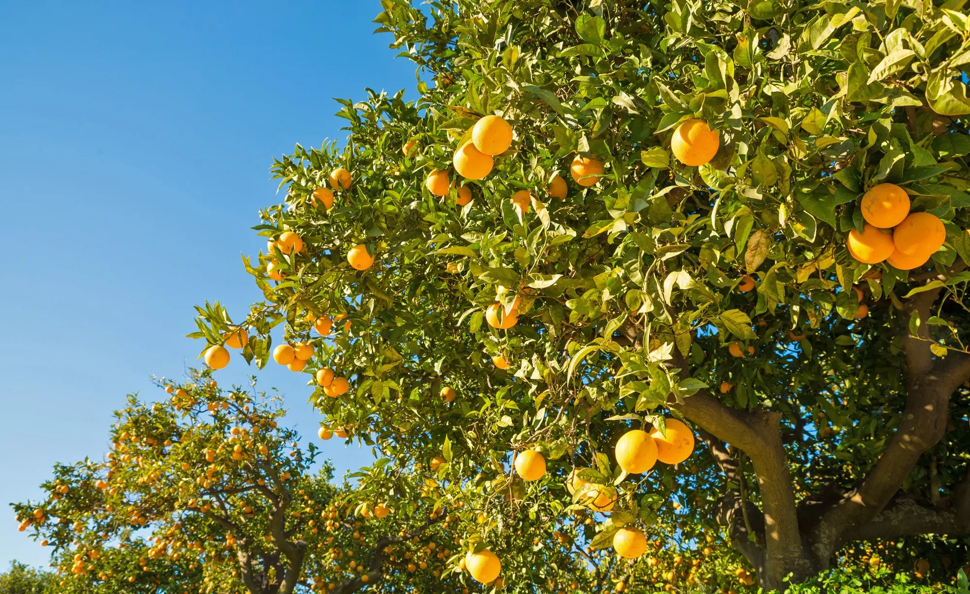 Orange tree at home: growing from seed, care features, optimal environment + best varieties