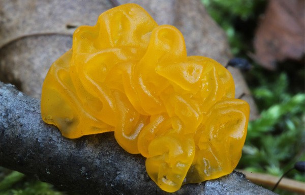 Orange trembling mushroom: photo and description, useful properties