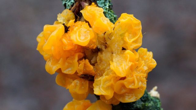 Orange trembling mushroom: photo and description, useful properties