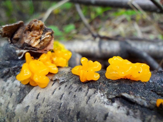 Orange trembling mushroom: photo and description, useful properties