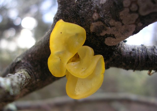 Orange trembling mushroom: photo and description, useful properties