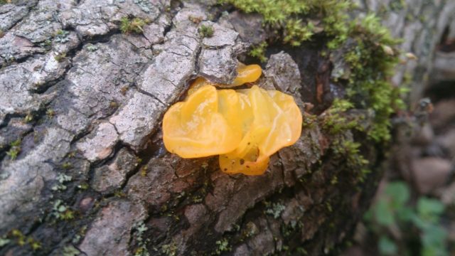 Orange trembling mushroom: photo and description, useful properties