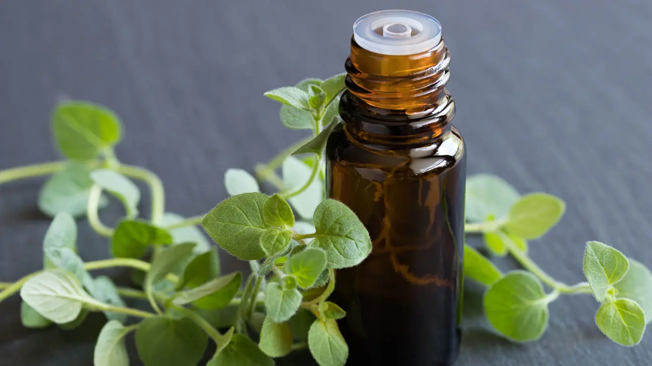 Oregano oil and its properties