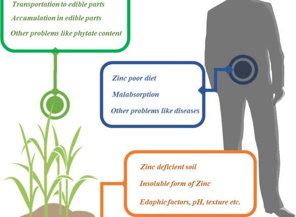 Organic zinc &#8211; properties, deficiency effects, occurrence, availability. Why is it worth using?