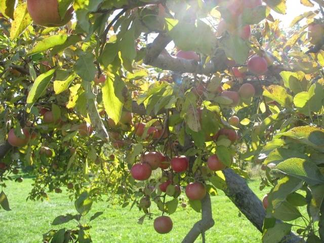 Orlik apple tree: variety description, planting and care