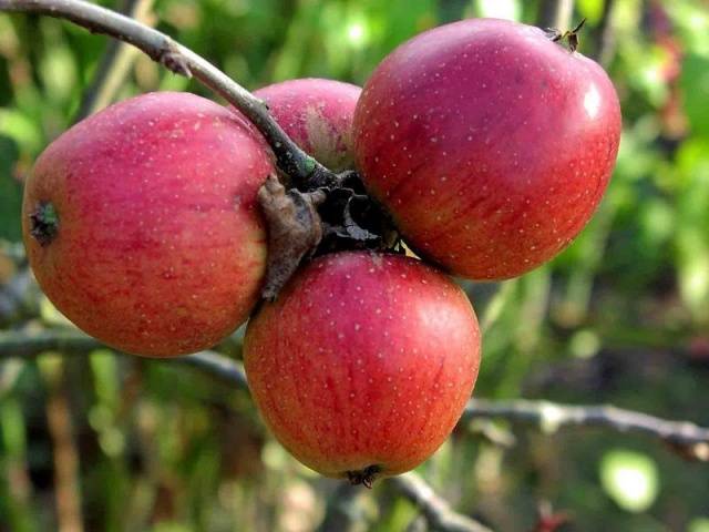 Orlik apple tree: variety description, planting and care