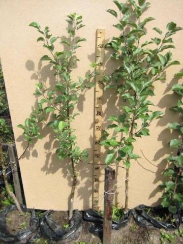 Orlik apple tree: variety description, planting and care