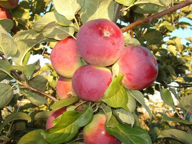 Orlik apple tree: variety description, planting and care