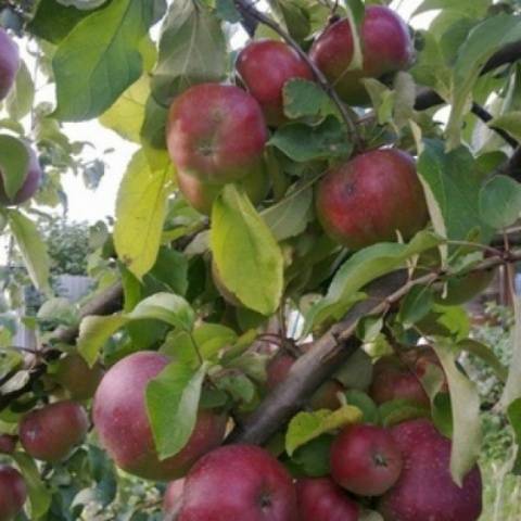 Orlik apple tree: variety description, planting and care