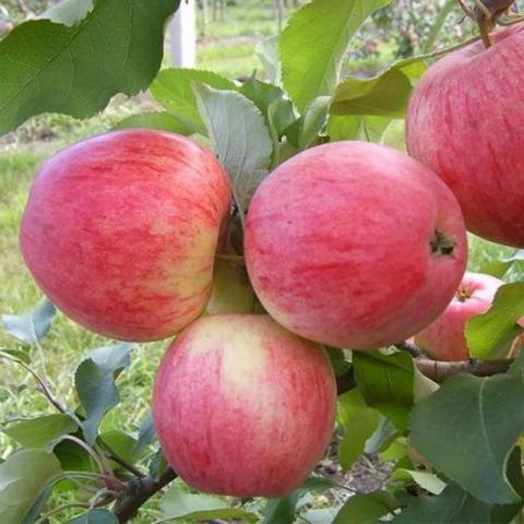 Orlik apple tree: variety description, planting and care