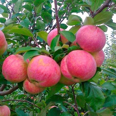 Orlik apple tree: variety description, planting and care