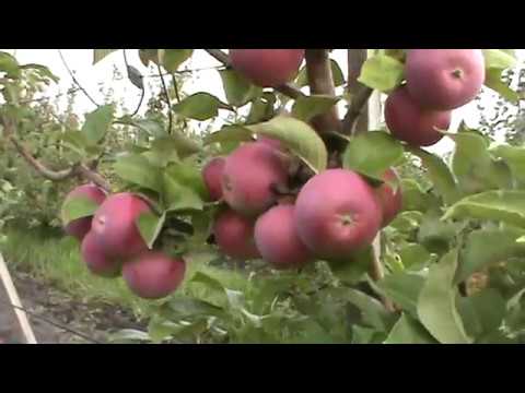 Orlik apple tree: variety description, planting and care