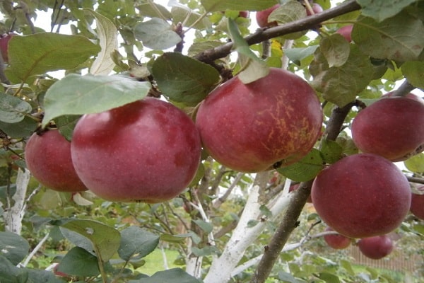 Orlik apple tree: variety description, planting and care