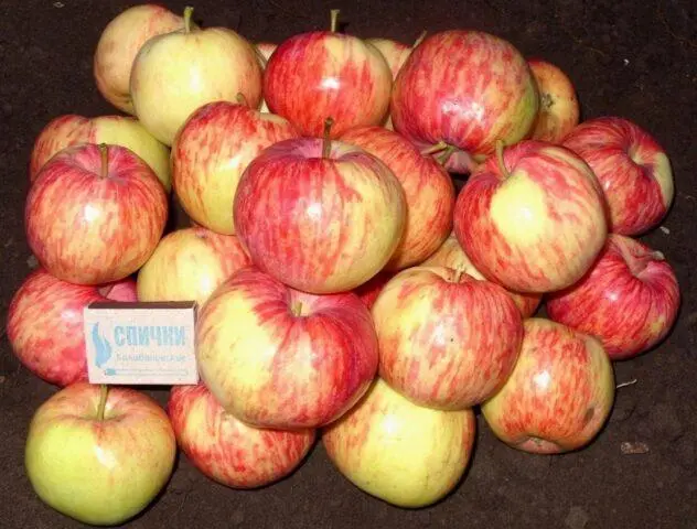 Orlinka apple variety: photo and description