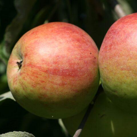 Orlinka apple variety: photo and description