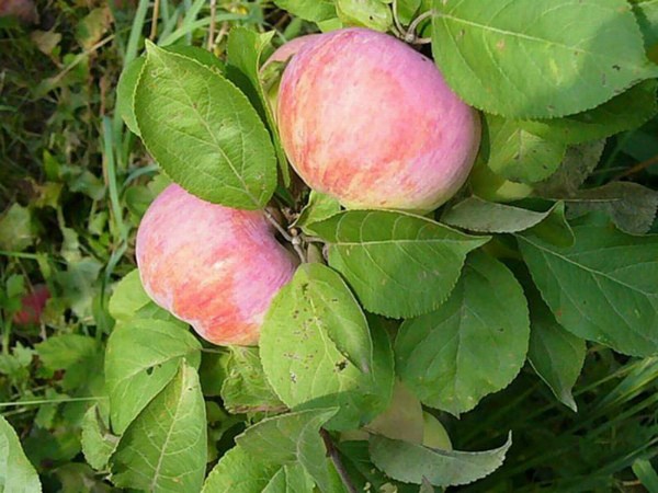 Orlovim apple tree: simple care and a rich harvest