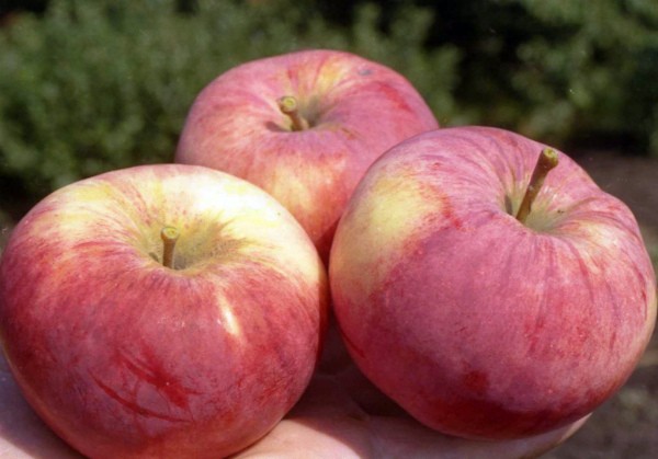 Orlovim apple tree: simple care and a rich harvest