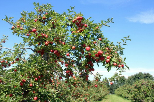 Orlovim apple tree: simple care and a rich harvest