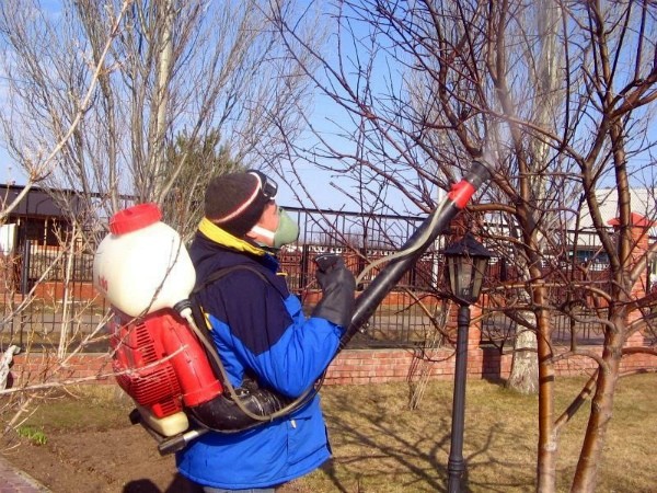 Orlovim apple tree: simple care and a rich harvest