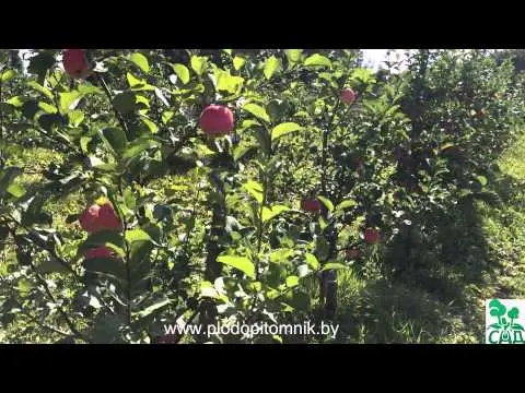 Orlovim apple tree: simple care and a rich harvest