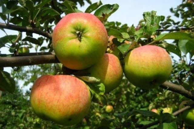 Orlovim apple tree: simple care and a rich harvest