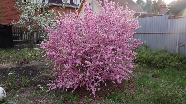 Ornamental almond shrub: planting and care