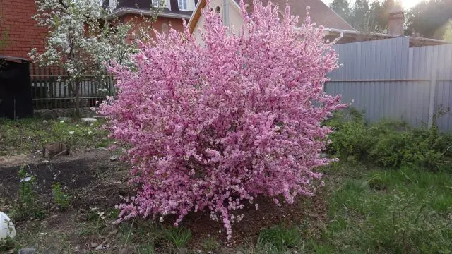 Ornamental almond shrub: planting and care