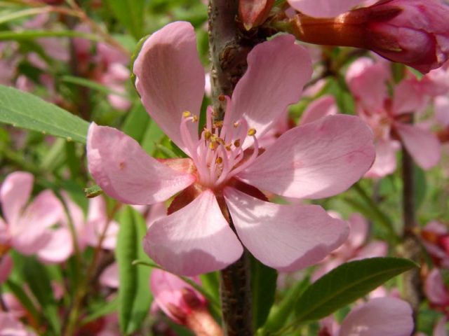 Ornamental almond shrub: planting and care