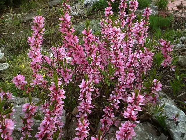 Ornamental almond shrub: planting and care