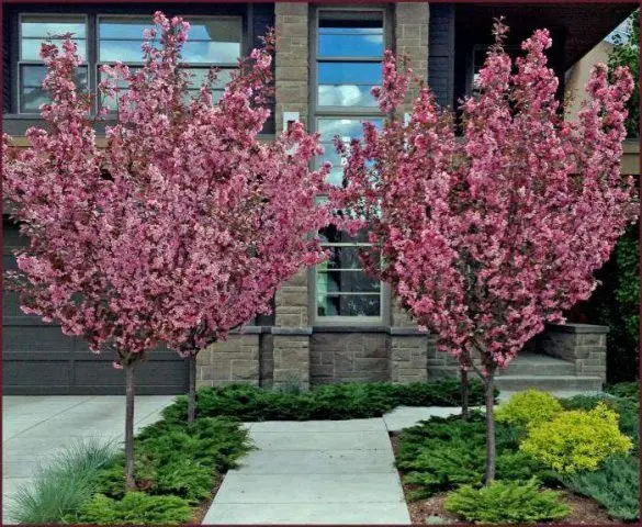 Ornamental almond shrub: planting and care