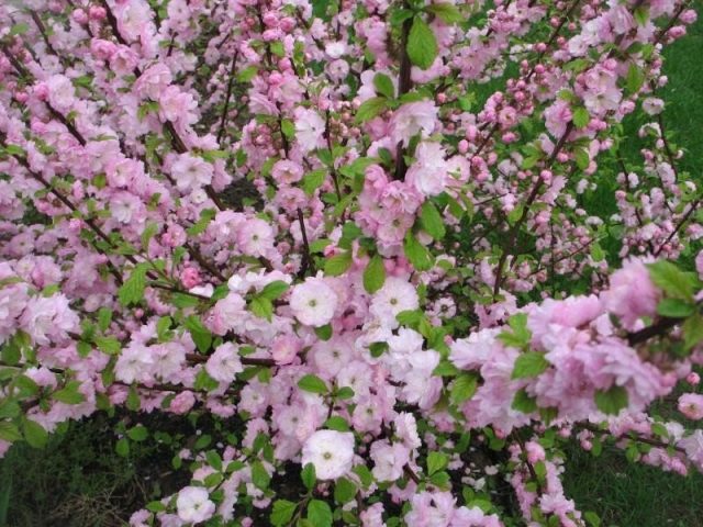 Ornamental almond shrub: planting and care