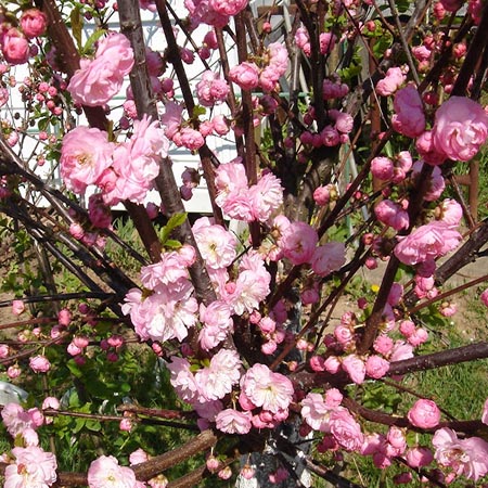 Ornamental almond shrub: planting and care