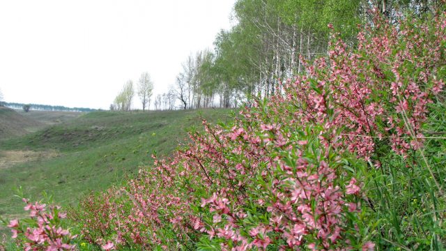 Ornamental almond shrub: planting and care