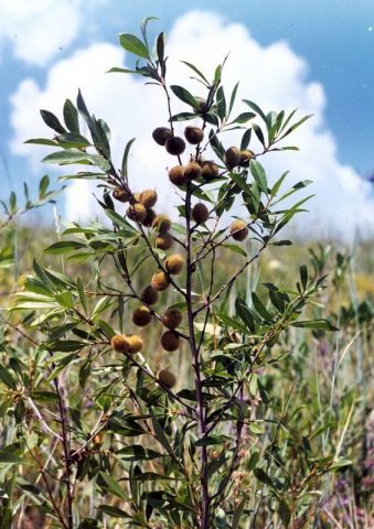 Ornamental almond shrub: planting and care